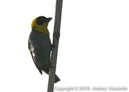 Image of Nelicourvi Weaver