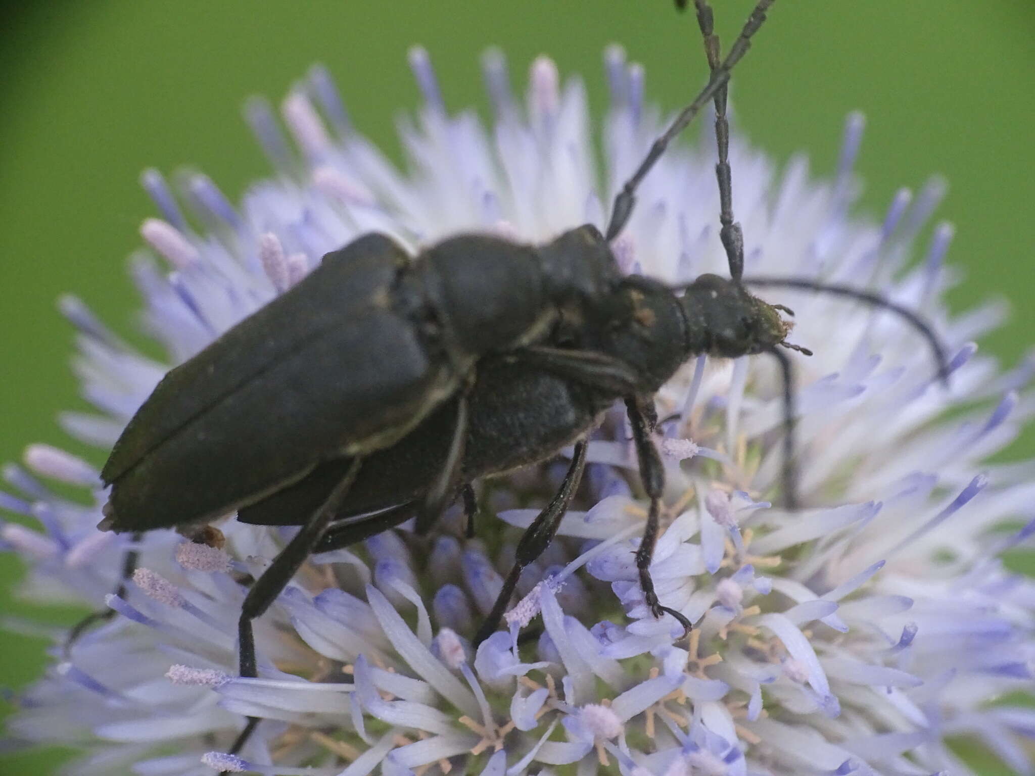 Imagem de Stictoleptura scutellata (Fabricius 1781)