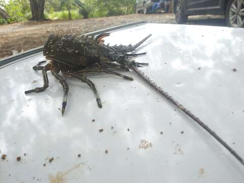 Image of Green Spiny Lobster