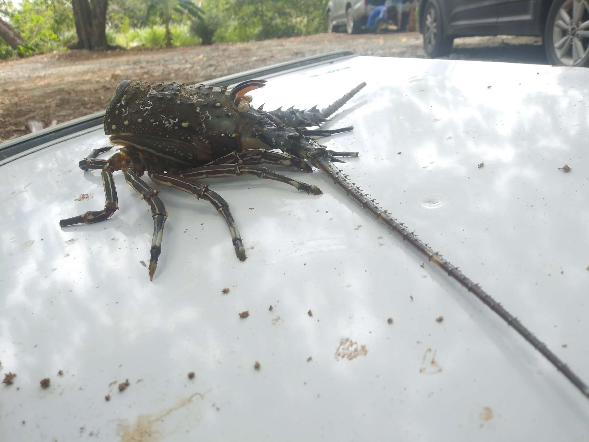 Image of Green Spiny Lobster