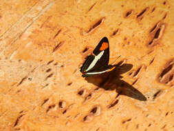 Imagem de Adelpha falcipennis