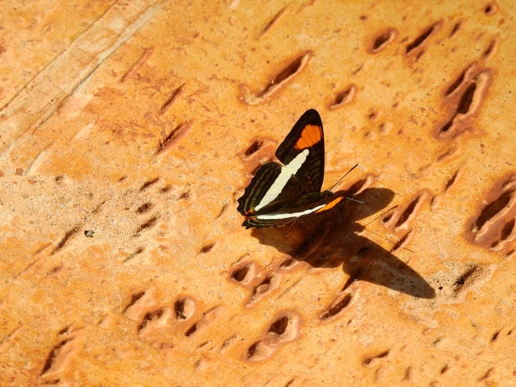 Image of Adelpha falcipennis