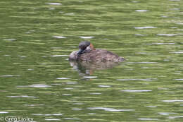 صورة Tachybaptus pelzelnii (Hartlaub 1861)