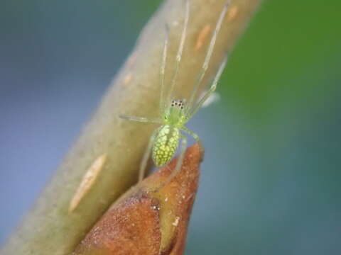 Image of Tetragnatha squamata Karsch 1879