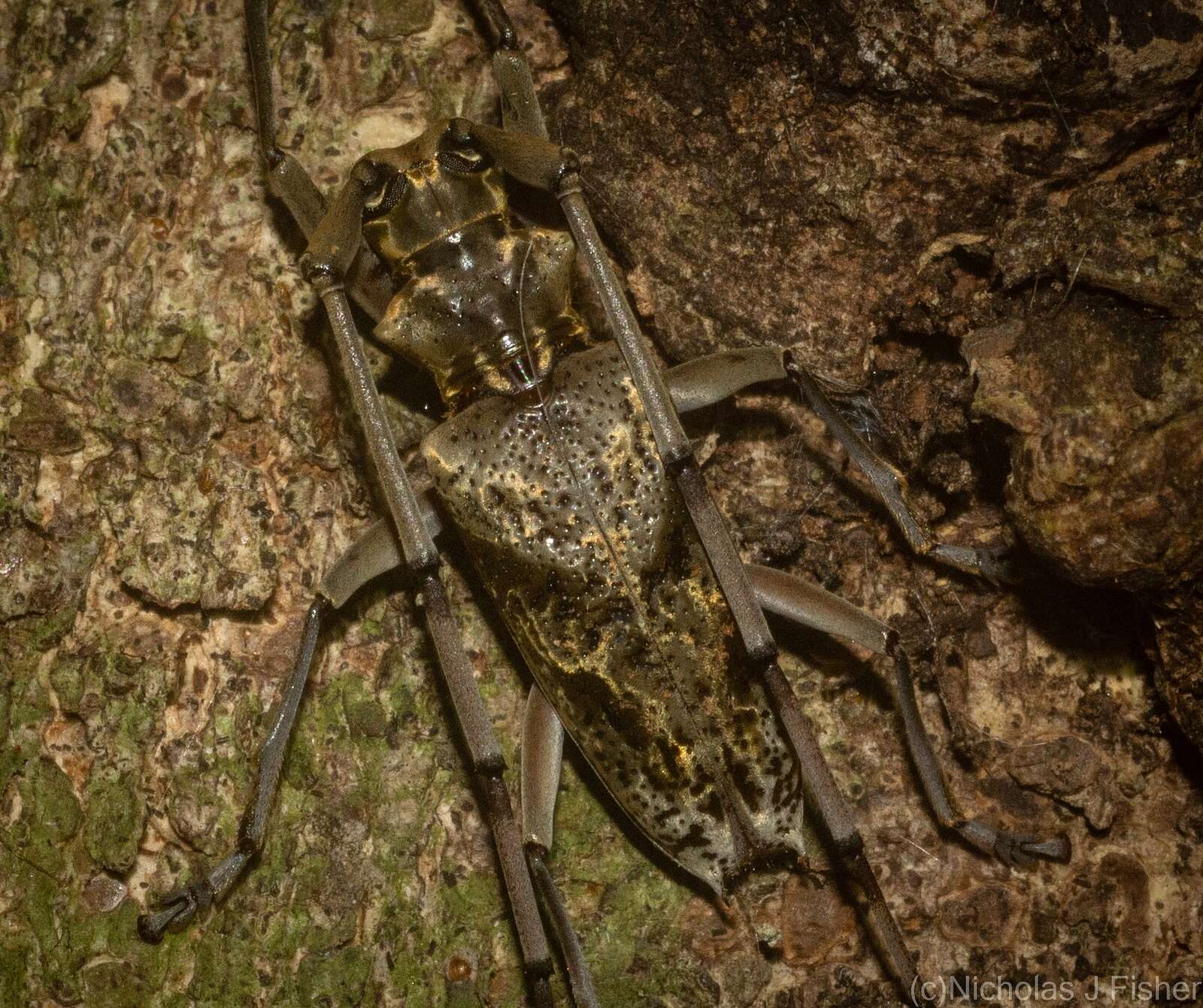 Image of Acalolepta antenor (Newman 1842)