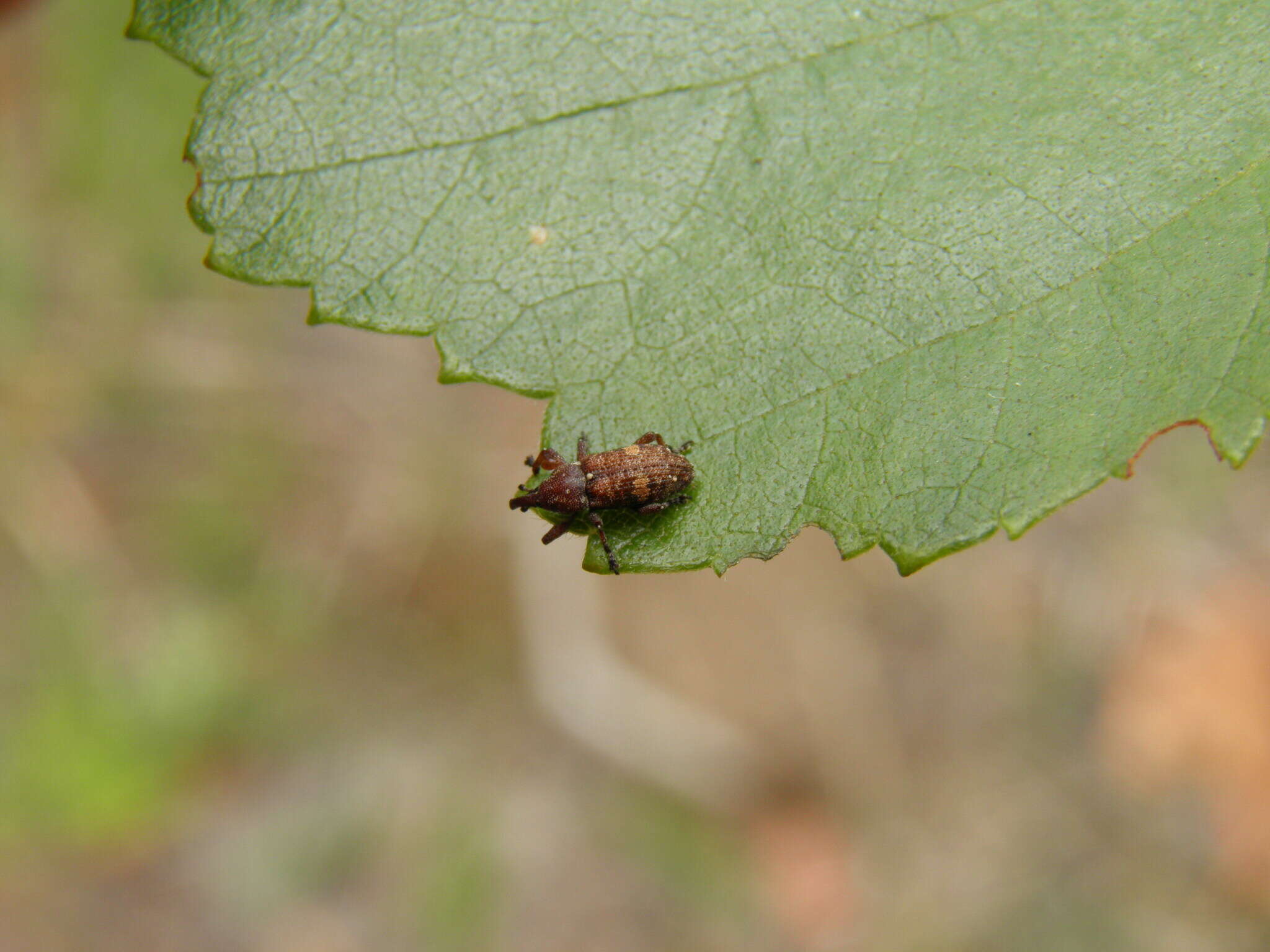 صورة Pissodes piniphilus Billberg 1820