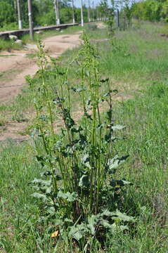 صورة Rumex confertus Willd.