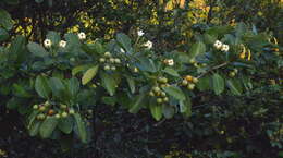 Image of Fagraea berteroana A. Gray ex Benth.