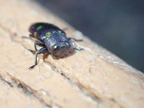 Image of Chrysobothris chrysoela (Illiger 1800)