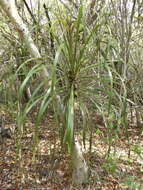 Image of Beaucarnea pliabilis (Baker) Rose