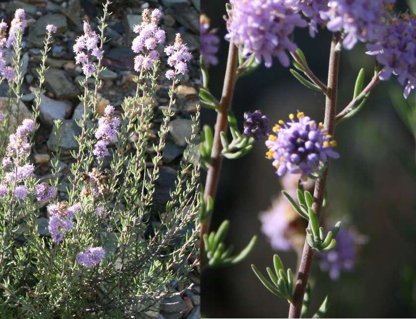 Image of Selago albida Choisy