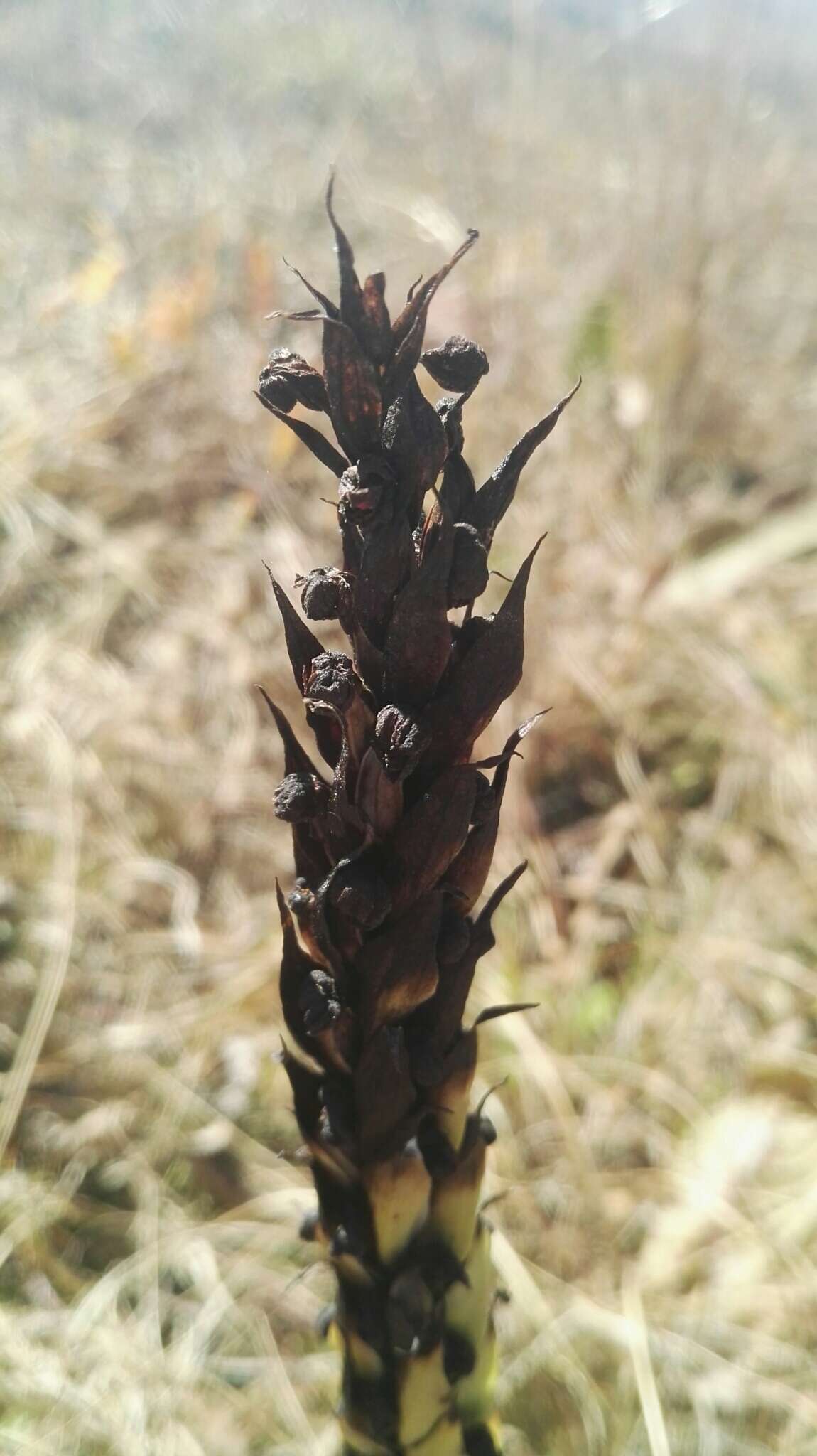 Image of Corycium dracomontanum Parkman & Schelpe