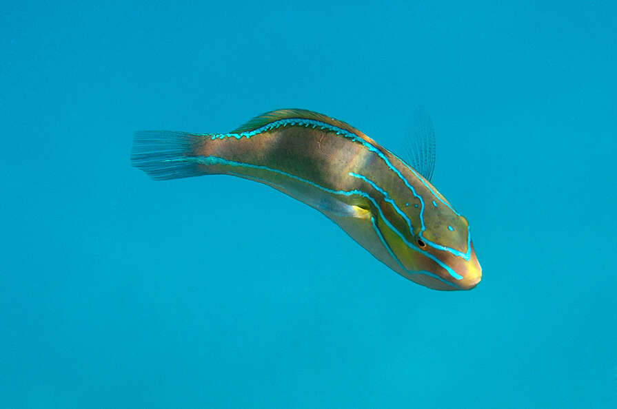 Image of Blue-lined wrasse