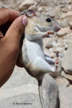 Image of Desert Woodrat