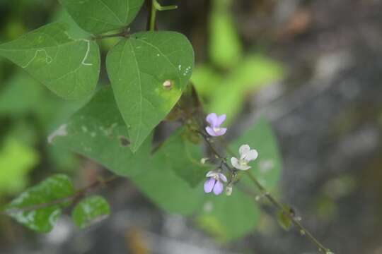 Image of Phaseolus microcarpus Mart.