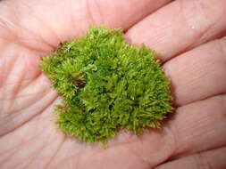Image of Roell's brotherella moss