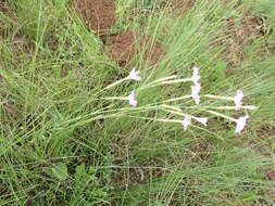 Image of Dianthus zeyheri Sond.