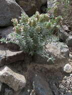 Image of Teucrium stocksianum Boiss.