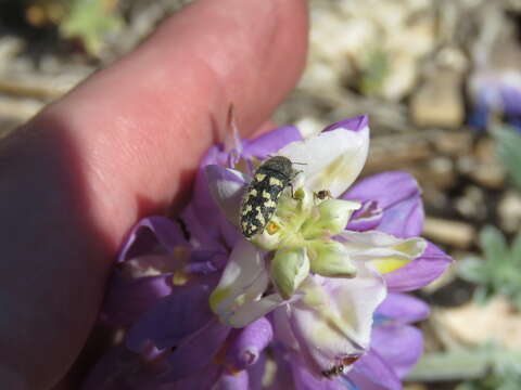 Image of Acmaeodera lupinae Nelson 1996