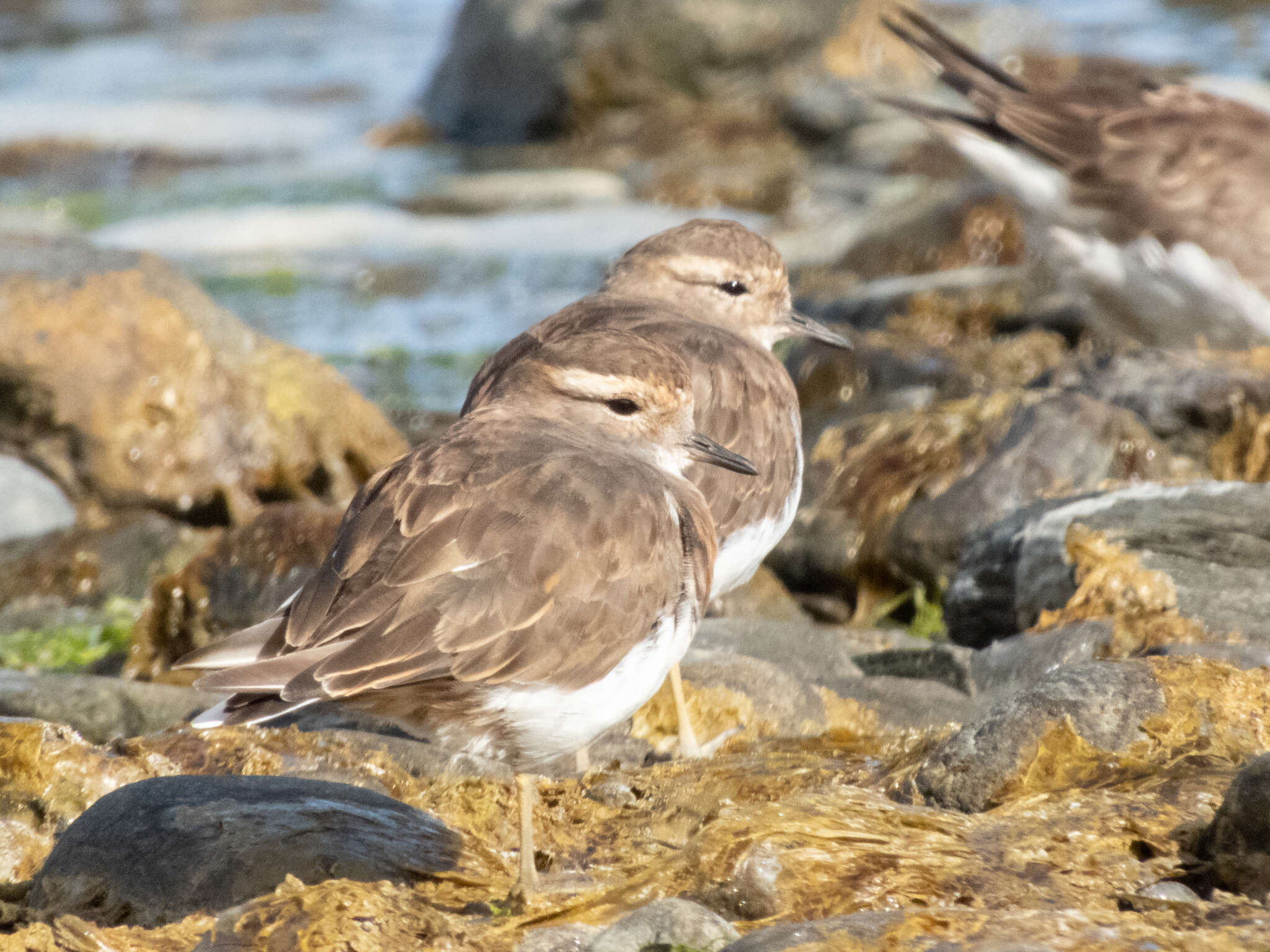 Image of Rufous-chested Dotterel