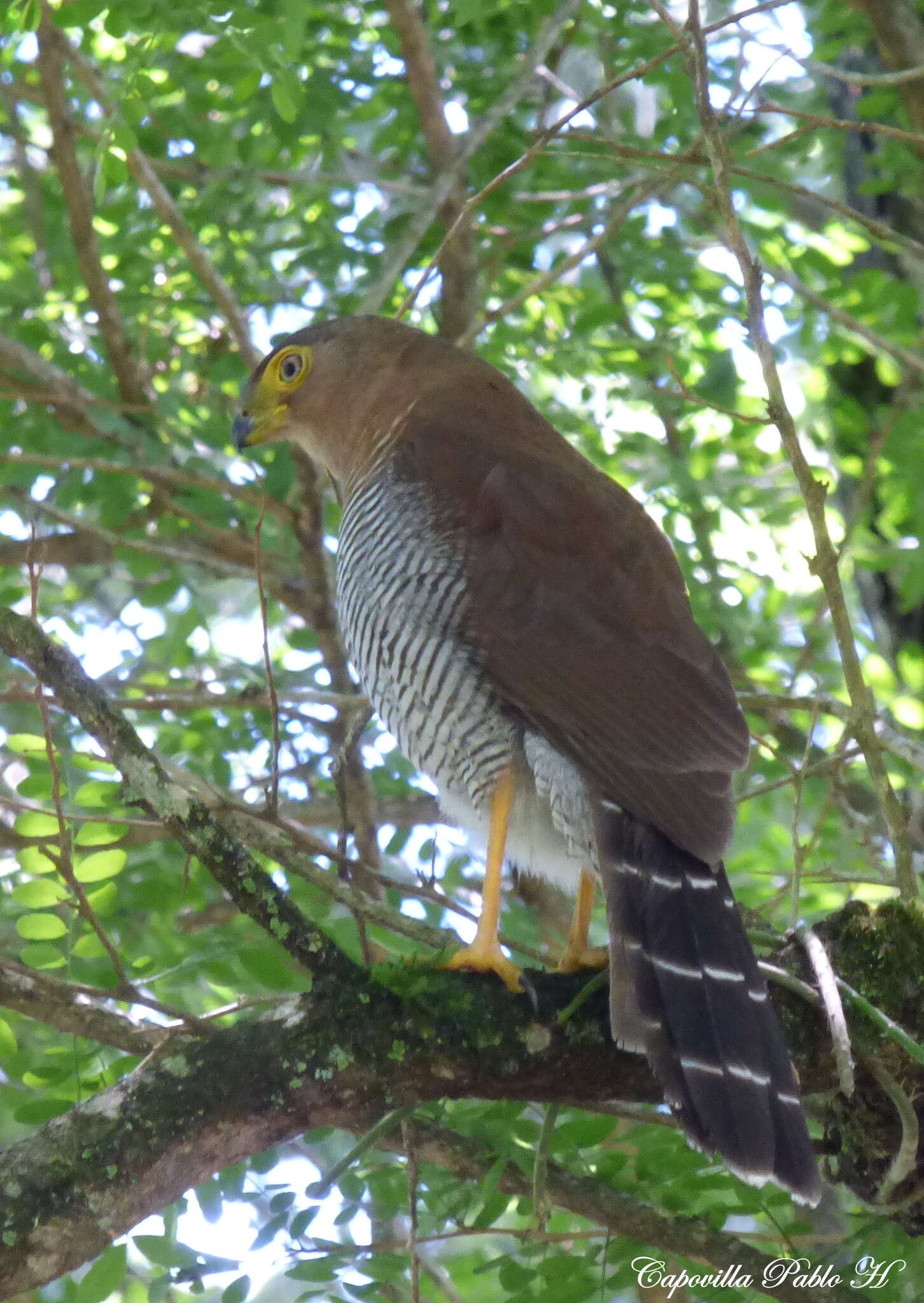 Image of Barred Forest Falcon