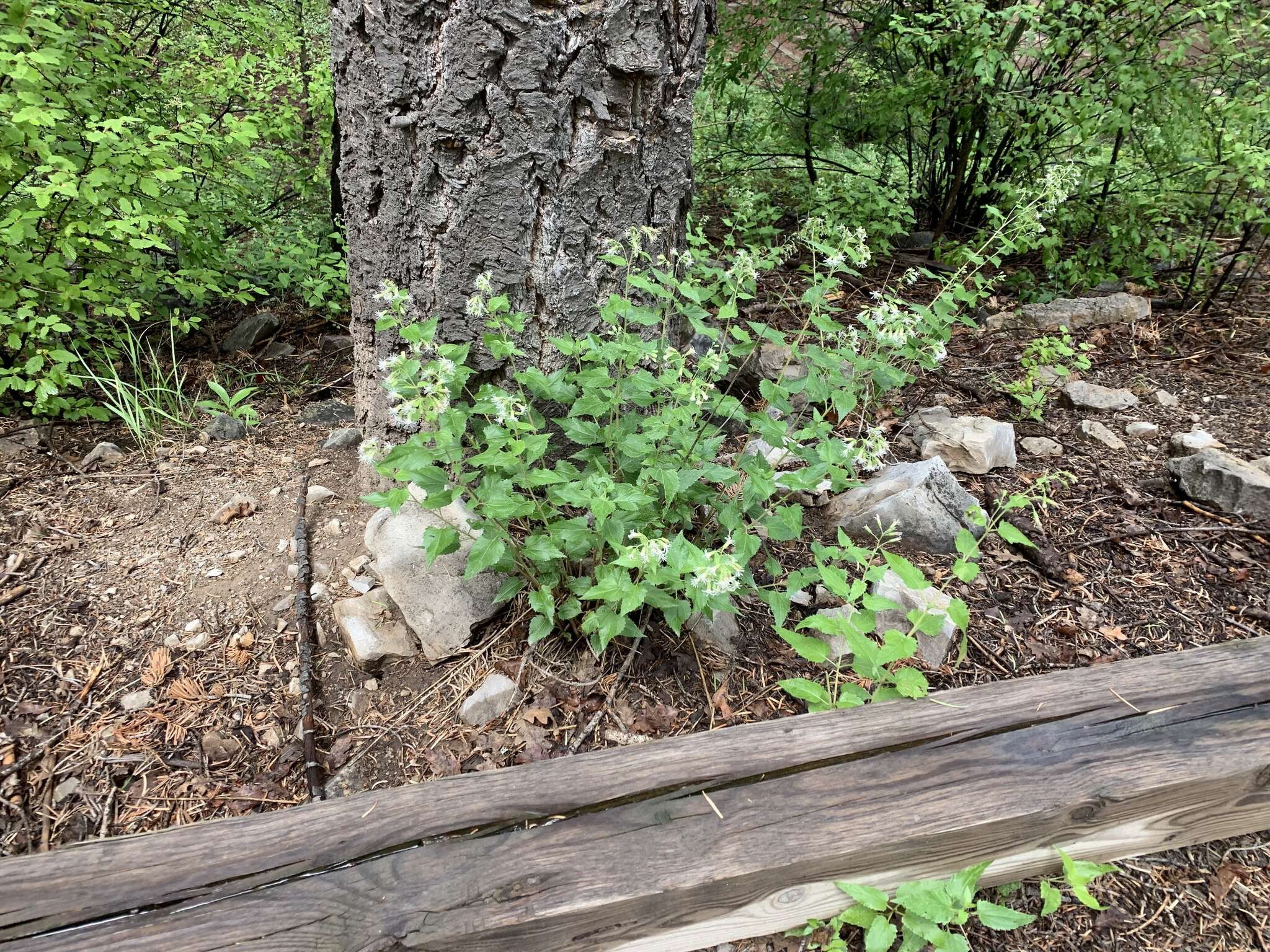 Image of Fendler's brickellbush