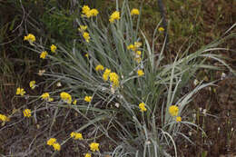 Image of Conostylis candicans Endl.