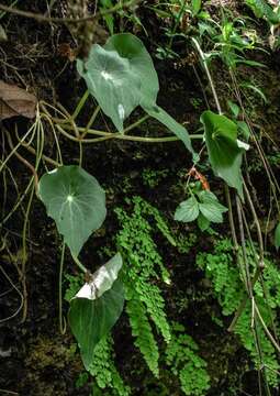 Image of Peperomia ampla (Trel.) G. Mathieu