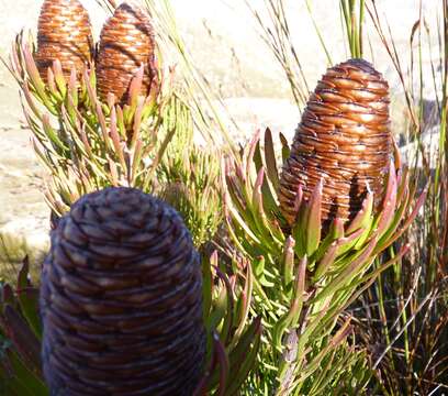 Imagem de Leucadendron comosum subsp. comosum