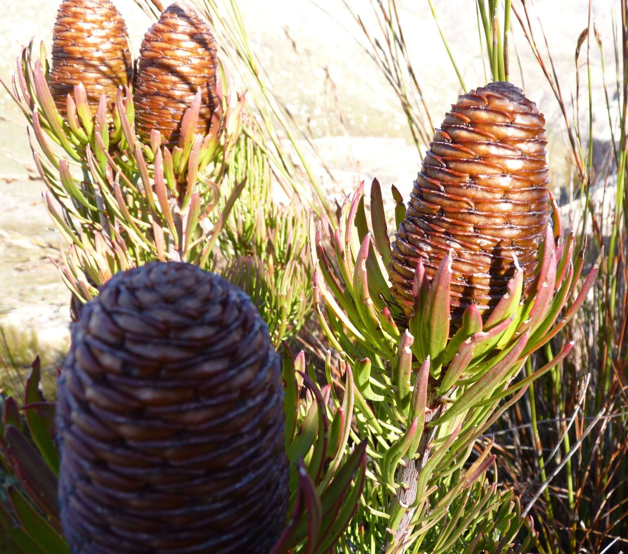 Plancia ëd Leucadendron comosum subsp. comosum