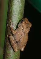 Image of Raorchestes bombayensis (Annandale 1919)