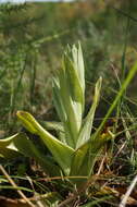 Image of Himantoglossum caprinum (M. Bieb.) Spreng.