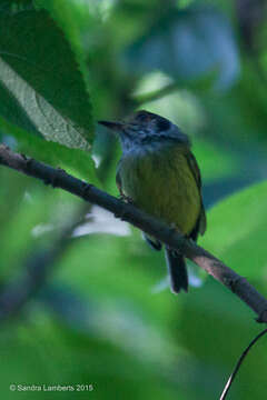 Image of Eared Pygmy Tyrant