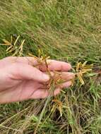 Cyperus chrysanthus Boeckeler的圖片