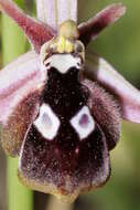 Слика од Ophrys reinholdii subsp. reinholdii