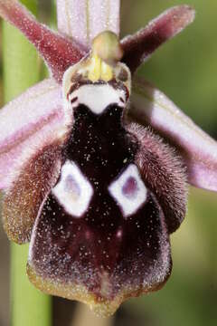 Image of Ophrys reinholdii subsp. reinholdii