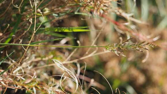 صورة Polypogon viridis (Gouan) Breistr.