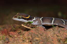 Image of Boulenger’s Indian Gecko