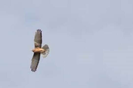 Image of Grasshopper Buzzard