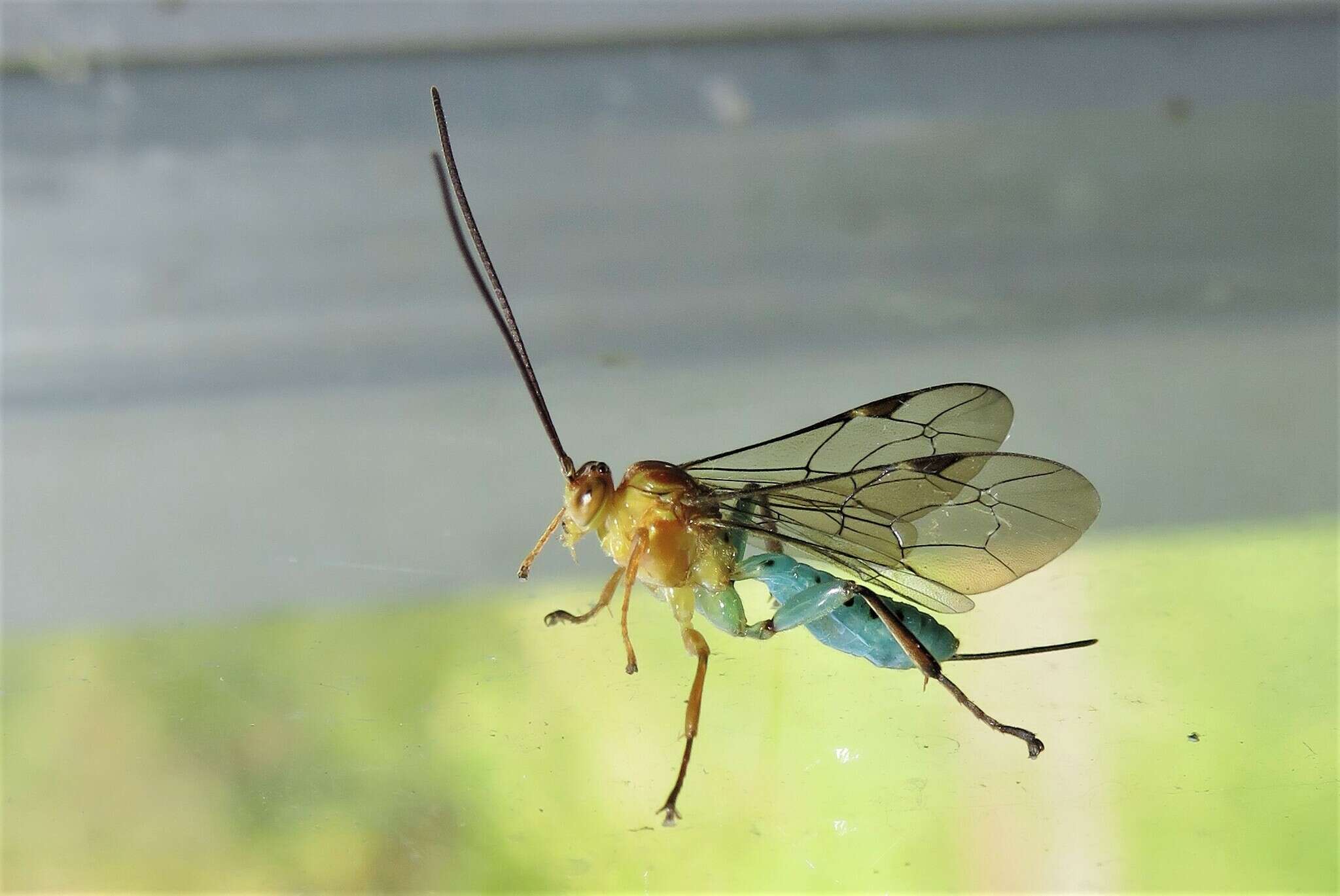 Image of Theronia maculosa Krieger 1906