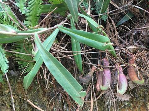 Image of Nepenthes albomarginata T. Lobb ex Lindl.