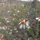 Image of Phymaspermum parvifolium (DC.) Benth. & Hook. fil.