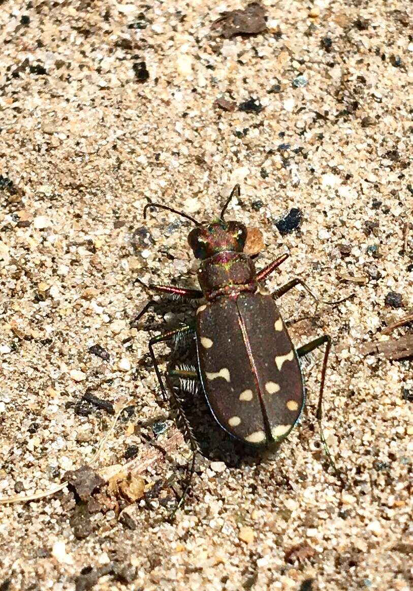 Plancia ëd Cicindela (Cicindela) oregona Le Conte 1856