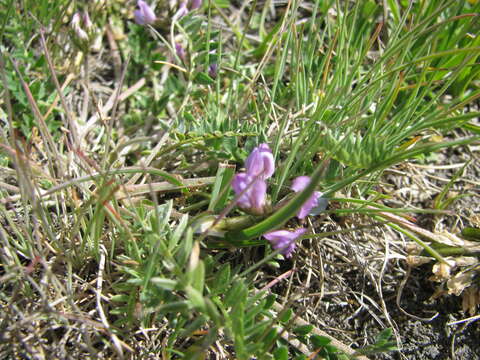 Image of Oxytropis neglecta Ten.