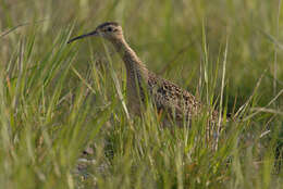 Image of Little Curlew