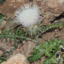 Image of White Artichoke