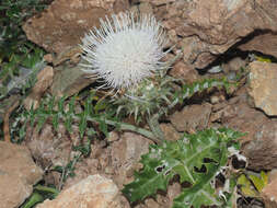 Cynara cornigera Lindl.的圖片