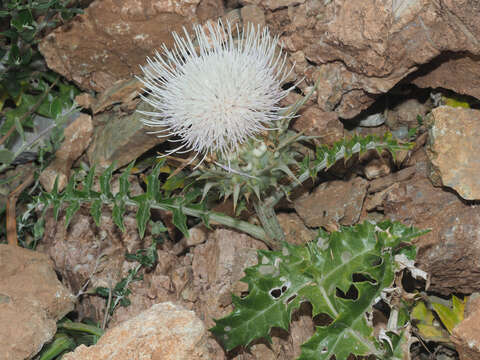 Plancia ëd Cynara cornigera Lindl.