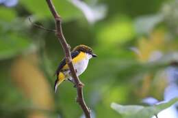 Image of Yellow-sided Flowerpecker