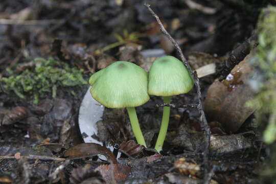 Imagem de Entoloma necopinatum E. Horak 1978